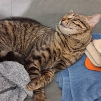 Lost Pet Image
