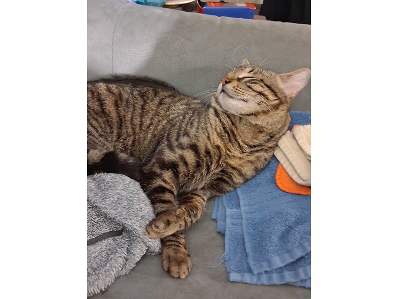 Pet Photo