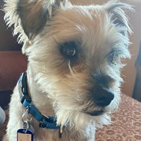 Lost Pet Image