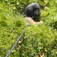 Lost Pet Image