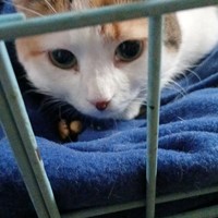 Lost Pet Image