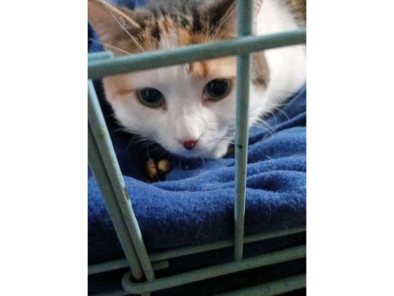 Pet Photo