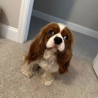 Lost Pet Image