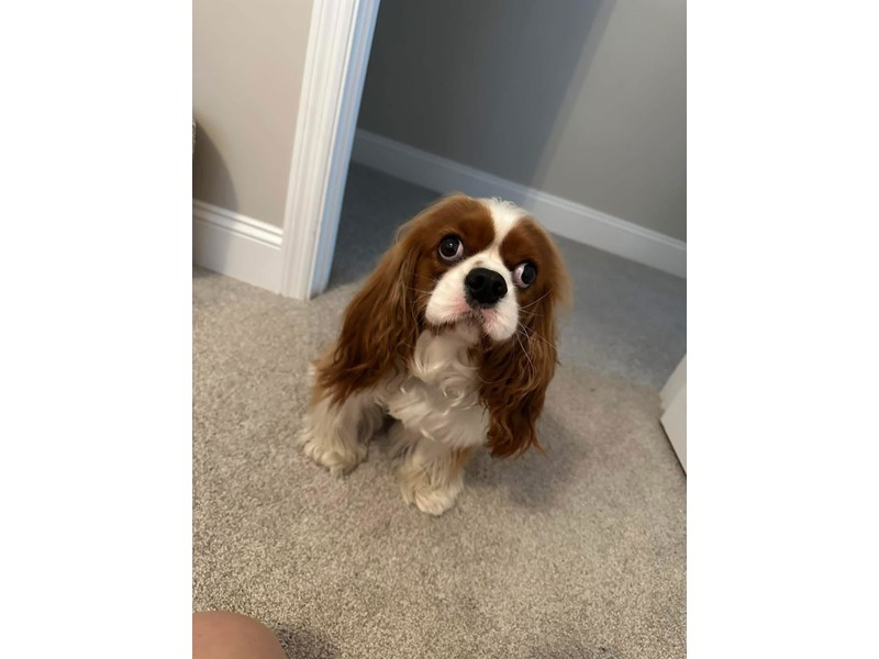Pet Photo