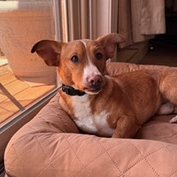 Lost Pet Image