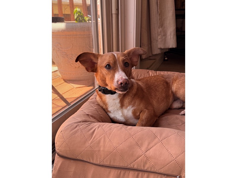Pet Photo