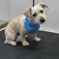 Lost Pet Image