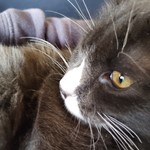 Nugget, Domestic Medium Hair/Domestic Medium Hair, lost pet near Auburn, WA