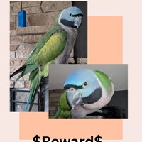 Lost Pet Image