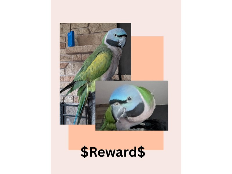 Pet Photo