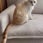 Marshmallow, Domestic Short Hair, lost pet near Poway, CA