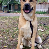 Lost Pet Image