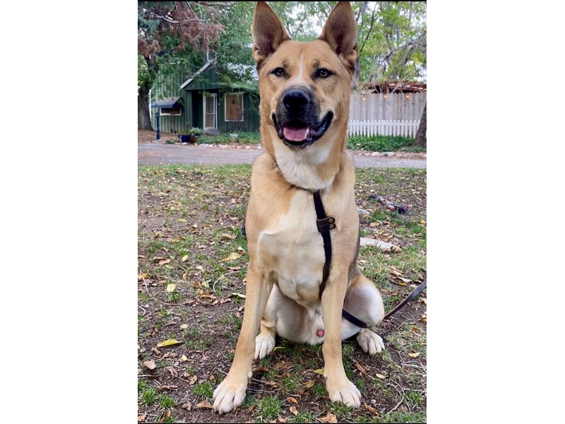 Pet Photo