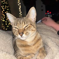 Lost Pet Image
