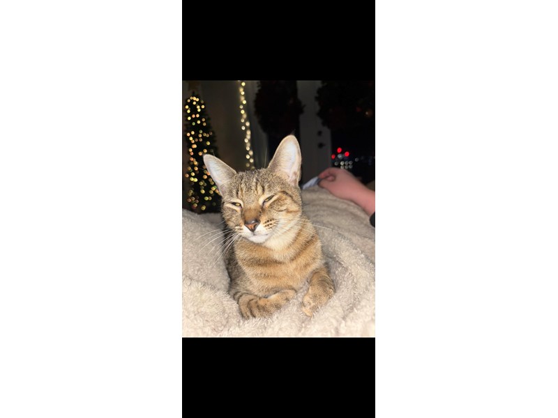 Pet Photo
