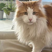 Lost Pet Image