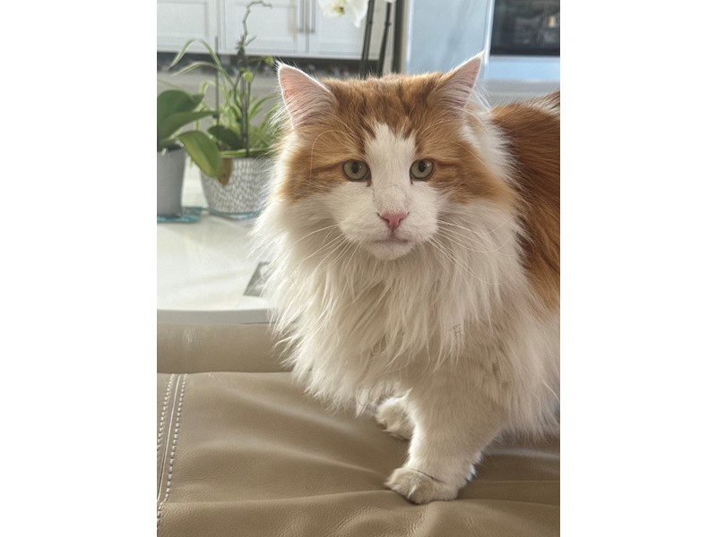 Pet Photo