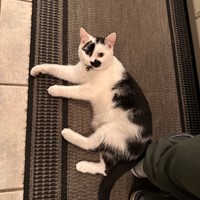 Lost Pet Image