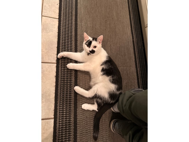 Pet Photo