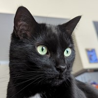 Lost Pet Image