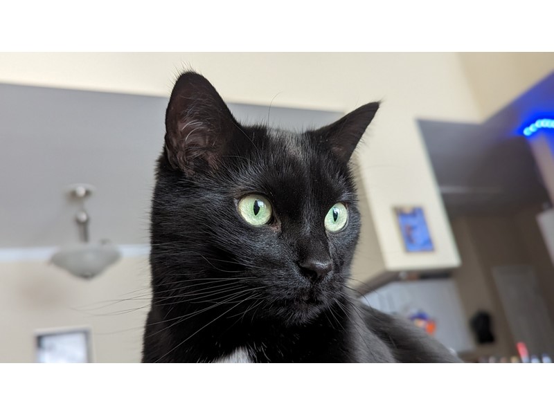 Pet Photo