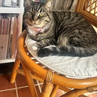 Lost Pet Image