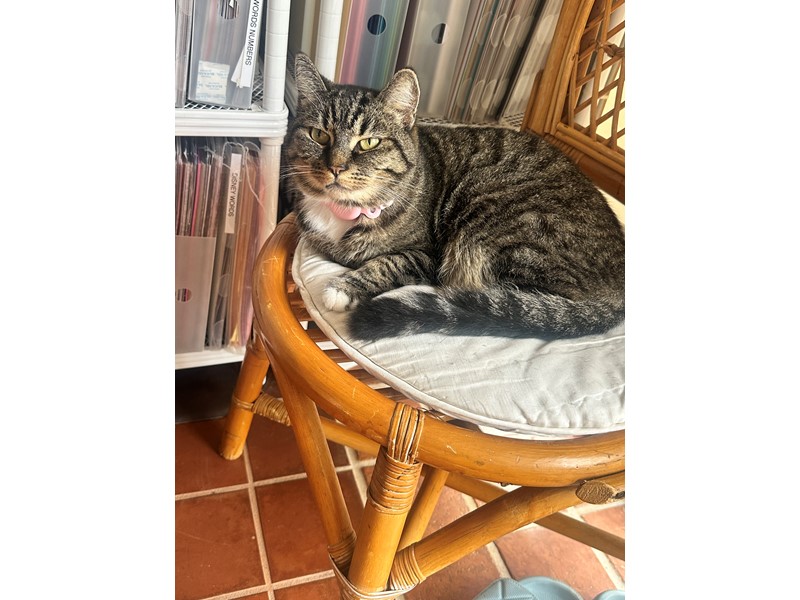 Pet Photo