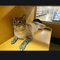 Lost Pet Image