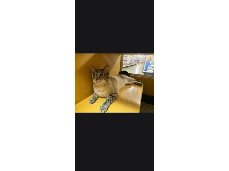 Pet Photo