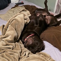 Lost Pet Image