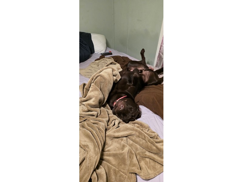 Pet Photo