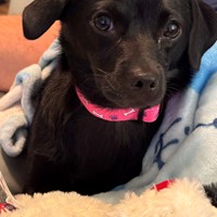 Lost Pet Image