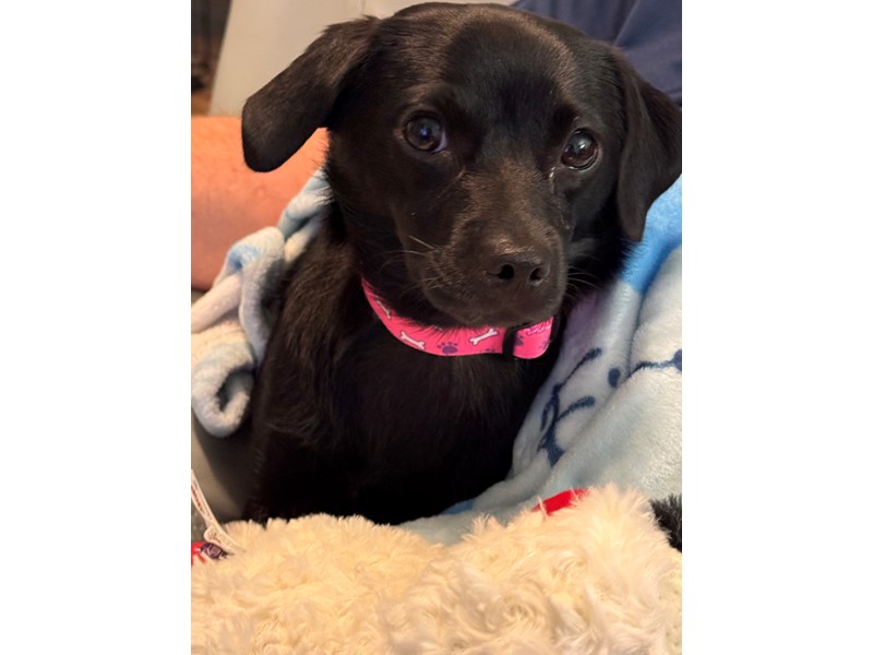 Pet Photo