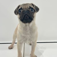 Lost Pet Image