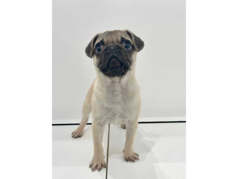 Pet Photo