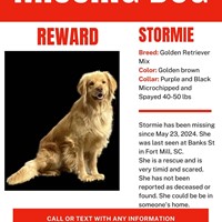 Lost Pet Image