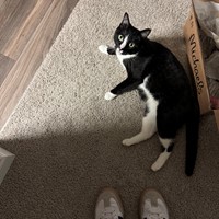 Lost Pet Image