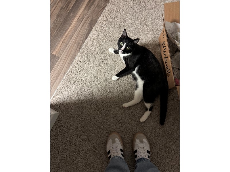 Pet Photo