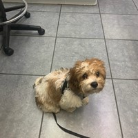 Lost Pet Image