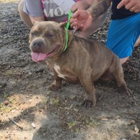 Lost Pet Image