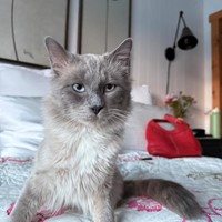 Lost Pet Image