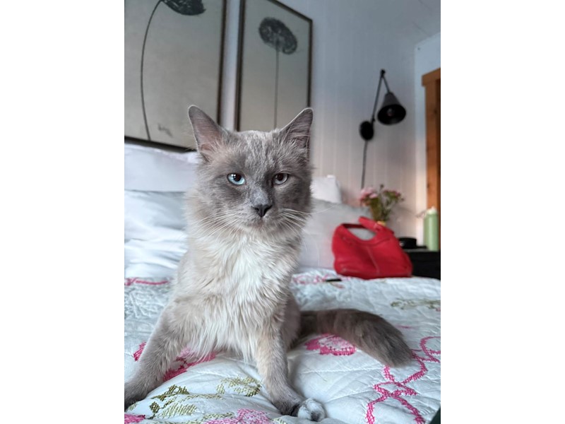 Pet Photo