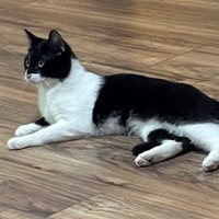 Lost Pet Image