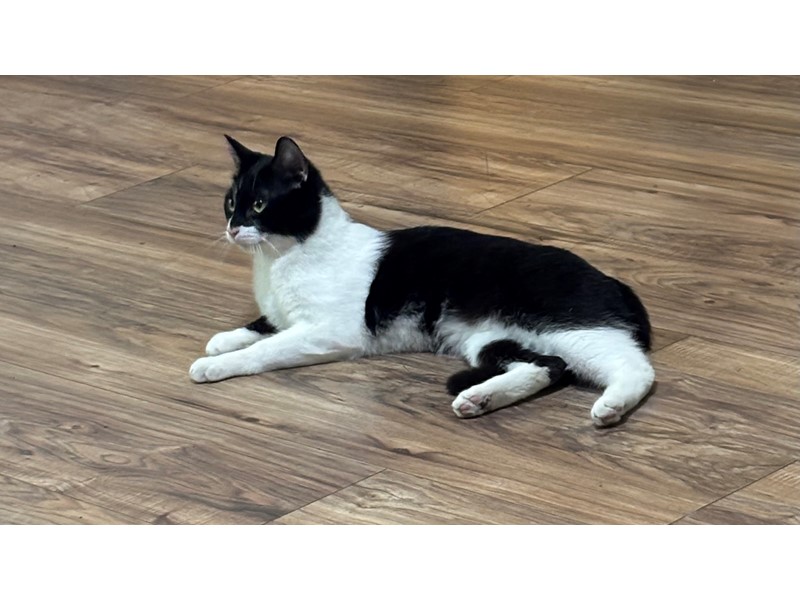 Pet Photo
