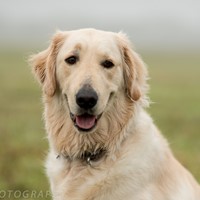 Lost Pet Image