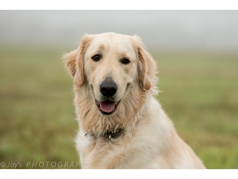 Pet Photo