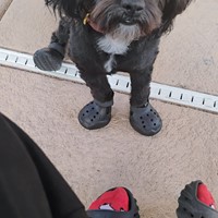 Lost Pet Image