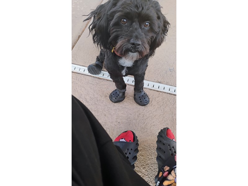 Pet Photo