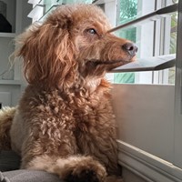 Lost Pet Image