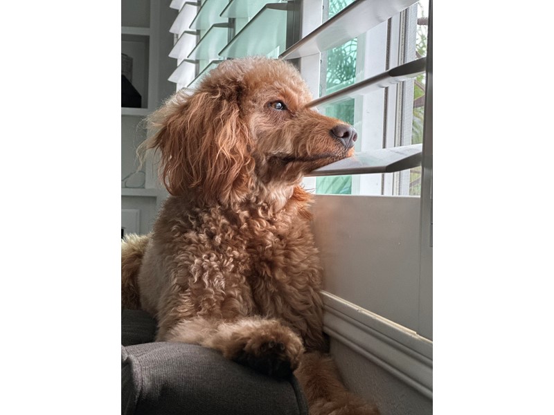 Pet Photo